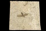 Fossil March Fly (Plecia) - Green River Formation #154417-1